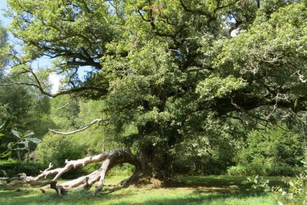 Chêne pédonculé appelé "Chêne de Sully" de 7,20m de circonférence et d'une hauteur de 30m environ. Une branche impressionnante est tombée, le tronc a un trou béant mais il est toujours aussi vigoureux.