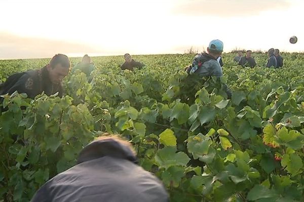 C'est devenue une tradition. Depuis la fin de la seconde guerre mondiale, des vendangeurs du Nord et du Pas-de-Calais viennent participer à la récolte en Champagne.  