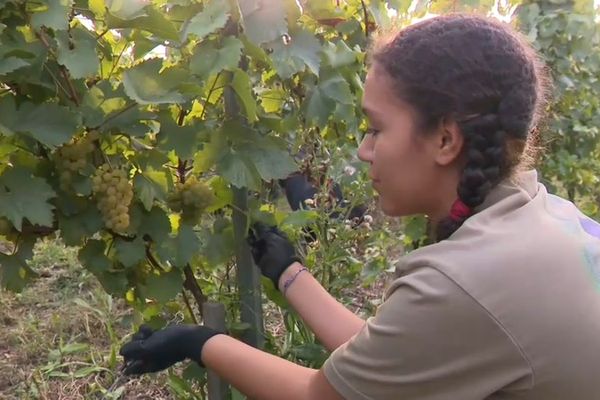 Dans les vignes, les lycéens apprennent à reconnaître les grappes mûres et à adopter les bons gestes