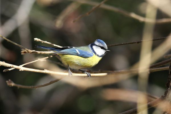 La mésange bleue sera à observer ces 25 et 26 mai