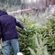 La période de vente des sapins de Noël arrive à grand pas, même pour les petits producteurs Franc-Comtois