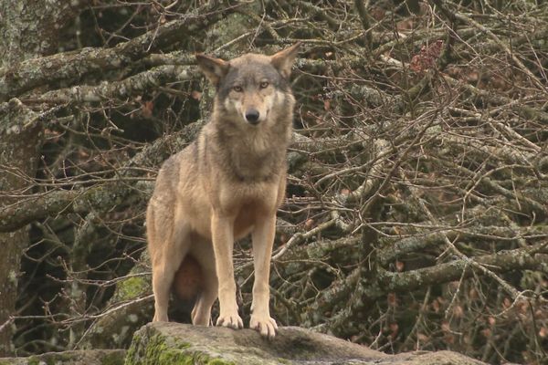 Deux nouveaux arrivants vont compléter les meutes, le 26 mars 2024, à Guéret.