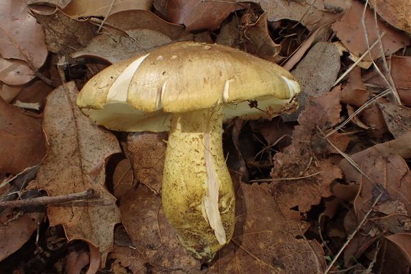 Tricholoma chrysophyllum, le champignon présent en Corse et classé "vulnérable" sur la liste rouge des espèces menacées.