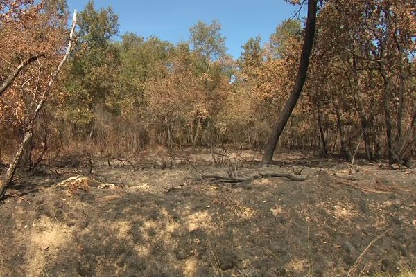 Un présumé incendiaire a été interpellé en Dordogne ce 18 septembre. Il est soupçonné d'être à l'origine de départs de feu.