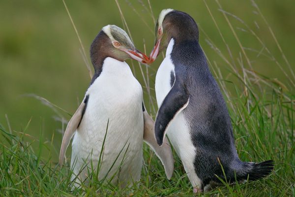 Pingouins aux yeux jaunes en couple