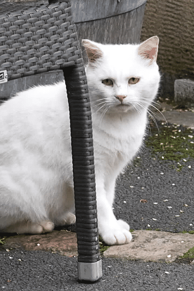 A Fontevraud l'Abbaye, des habitants se plaignent du nombre de chats errants.