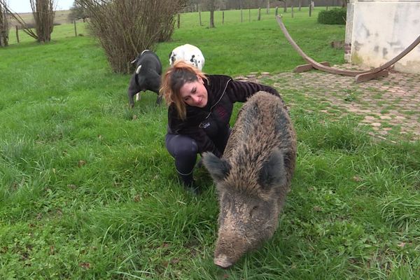 Le sanglier Rillette est actuellement détenu par une habitante de l'Aube à Chaource. 