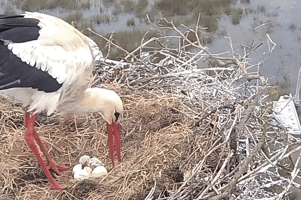 La naissance a été filmée le dimanche 14 avril sur ce nid placé en Brière.