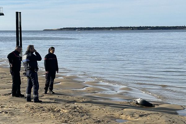 Le phoque retrouvé à Acrachon mercredi matin.