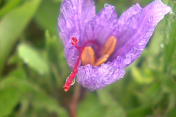 Le crocus sativus permet de produire du safran, une épice rare. La France en commercialise 30 kilos par an, sur les 300 tonnes vendues chaque année dans le monde. 