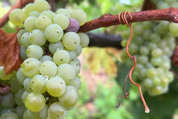 Le raisin n’est pas mûr à point mais les conditions météo conduisent les viticulteurs à vendanger maintenant