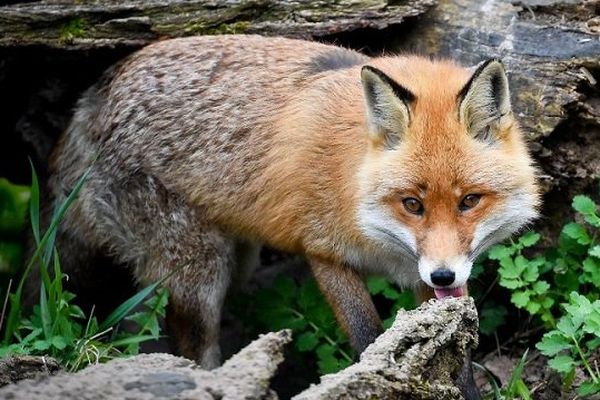 Les renards s'approchent de plus en plus des zones urbaines