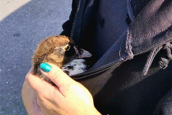 Le canard rescapé par la police à Cormontreuil, à la fin du mois de septembre.