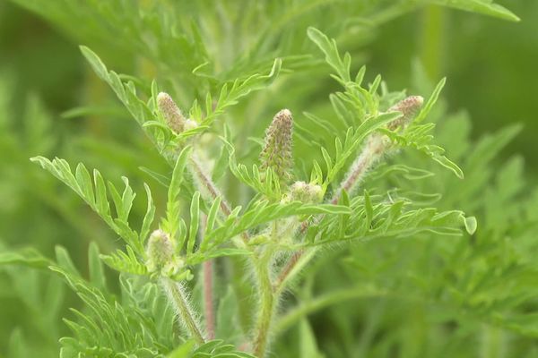 L'ambroisie est une plante importée des Etats-Unis au XIXe siècle.