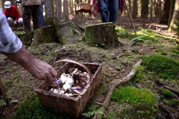 Une cueillette de champignons par des particuliers, à Saint-Bonnet-le-Froid, en 2013.