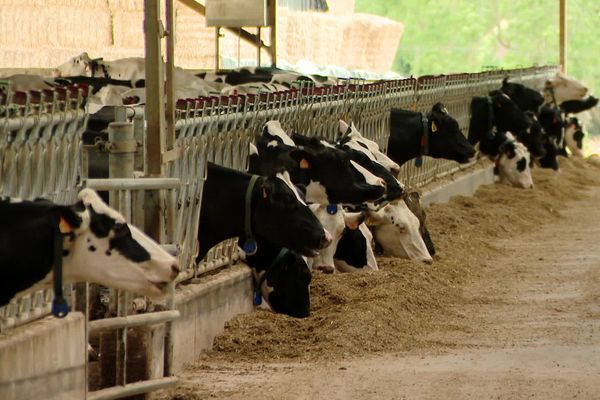 Vaches dans un élevage d'Houlbec-Cocherel (Eure) 