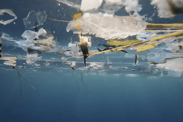 La pollution plastique, un des dangers majeurs pour les écosystèmes marins