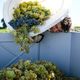 Session de vendanges au domaine de Jean-François Ganevat, en 2018 à Rotalier.