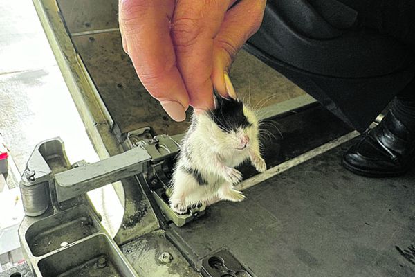 130 de ces hamsters ont réussi à s'échapper de leurs cages installées en soute d'un Airbus A320neo.