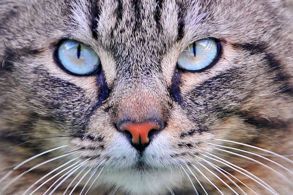 Un vrai temps de chat en Normandie.