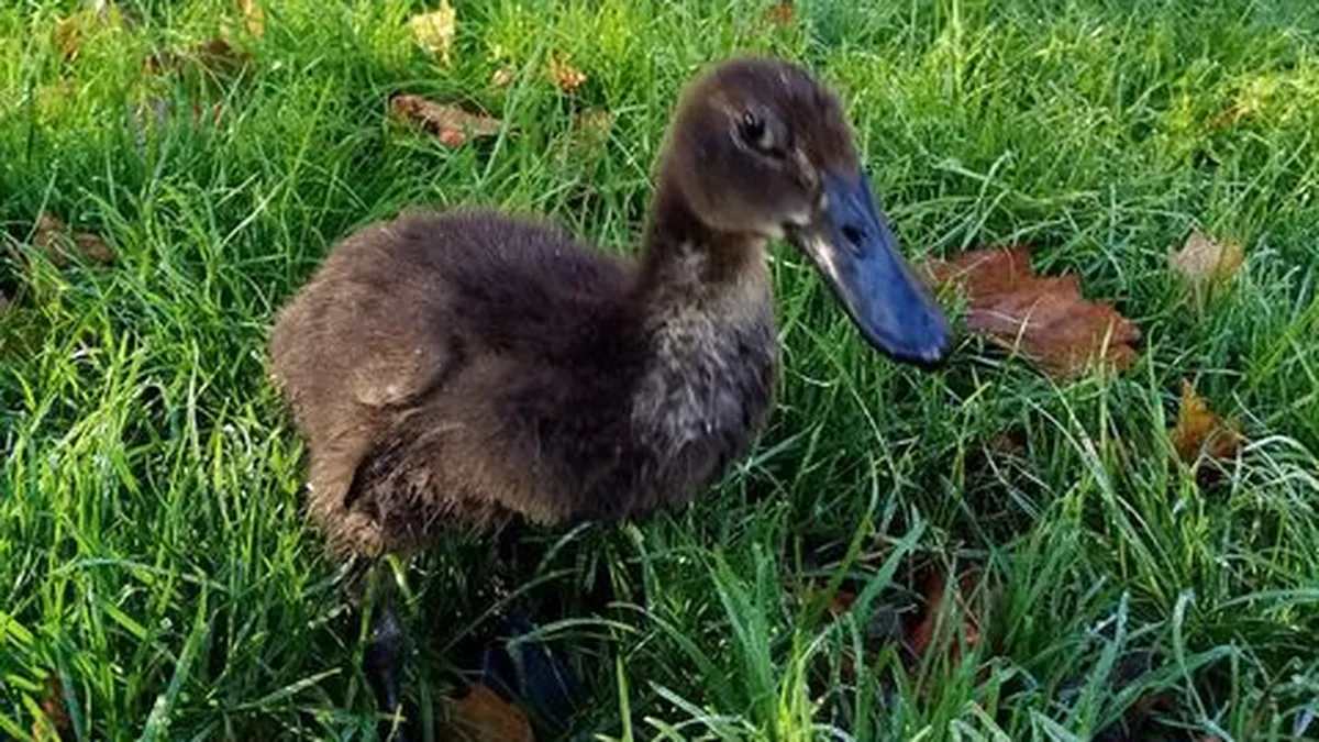 Elle Promene Son Canard En Laisse Dans Les Rues De Limoges