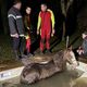 Intervention pour un cheval tombé dans une piscine à Rigny-le-Ferron, le soir du jeudi 05 décembre 2024.