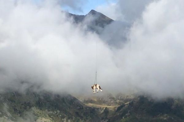 Une vache suspendue en plein vol, une opération de sauvetage réalisée par un hélicoptère en vallée d'Ossau, en Béarn. 