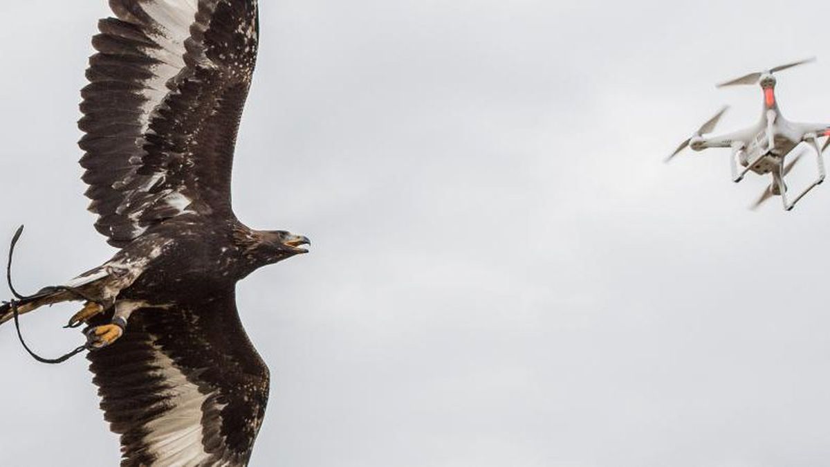 Pays Basque Un Aigle Royal Dresse Par L Armee De L Air Dans Les Landes Attaque Une Fillette