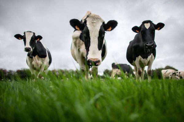 Après une première hausse en février 2022, le prix du lait pourrait monter à nouveau.