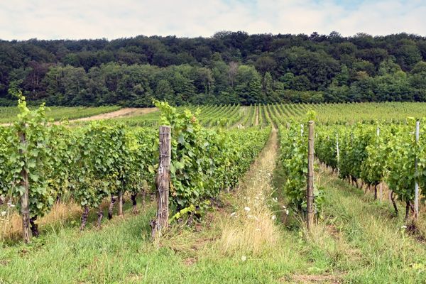 Des vignes en Lorraine le 4 août 2023