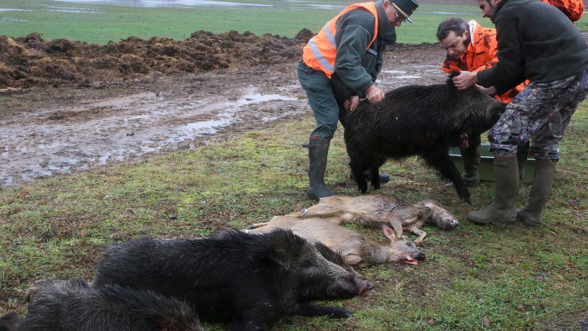 Hauts De France Pendant Le Confinement Des Derogations Pour Autoriser La Chasse Au Grand Gibier