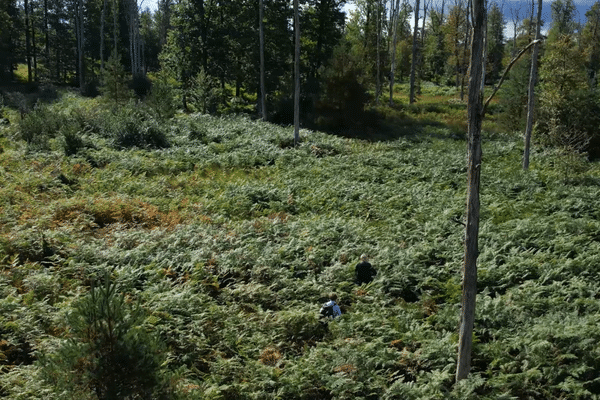 En pleine forêt de Vierzon.