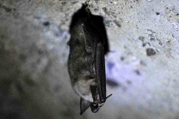 Photo d'illustration: chauve-souris en hibernation.