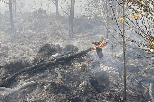 Le feu dans la forêt de Liffré est maîtrisé désormais mais les pompiers restent sur place pour éviter toute reprise.