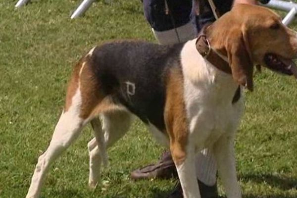 Les chiens à l'honneur, dans l'Orne, à la Fête de la chasse de Carrouges