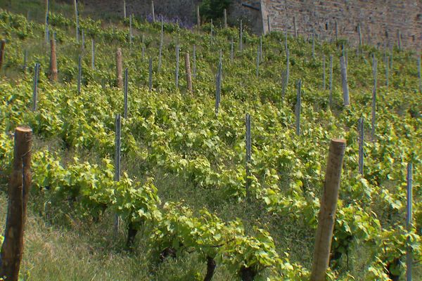 Beaujolais : le vignoble