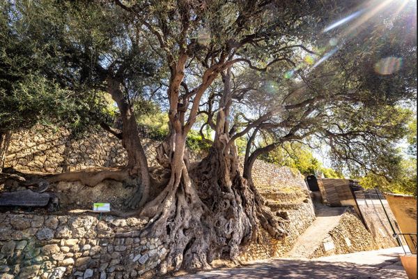 Parmi les 14 candidats au concours national de l’Arbre de l’Année, l’olivier de Roquebrune-Cap-Martin.