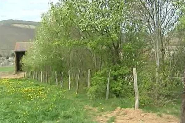 Cette haie a été plantée à Massiac, dans le Cantal, il y a tout juste 20 ans. Véritable rempart contre le vent et l'érosion des sols, c'est aussi un refuge pour la biodiversité. Depuis cette année, son propriétaire n'a plus le droit de l'élaguer entre avril et juillet.