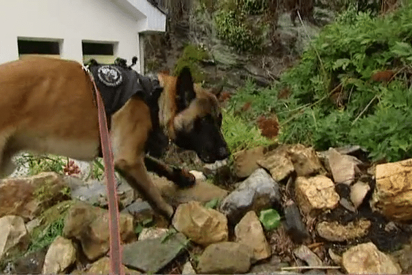 Un chien de la brigade cynophile à l'entraînement