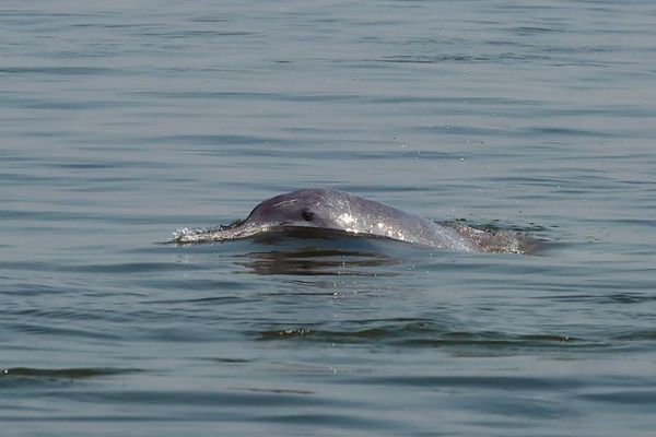 Un dauphin mort a été repêché à Nice. Image d'illustration.