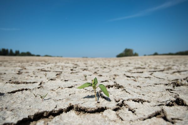 Les sols sont "très secs" en Auvergne-Rhône-Alpes, constate Météo France.