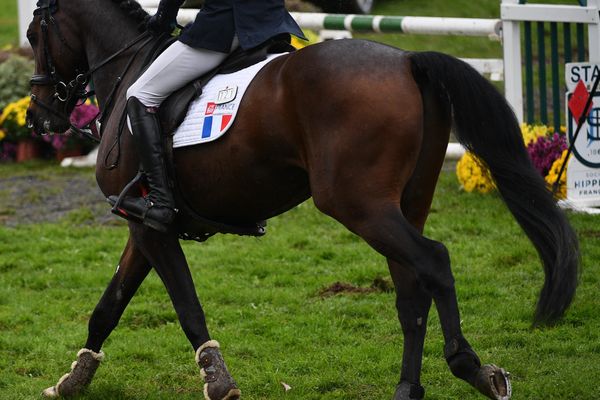 Le cheval a été euthanasié lors du concours au Lion d'Angers le 14 juillet 2020.