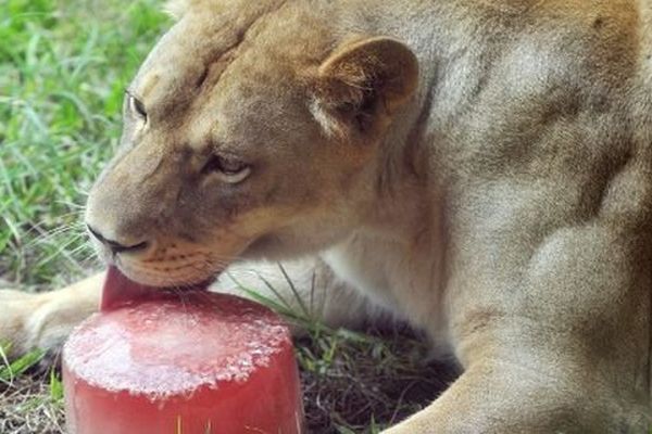 Une lionne en train de manger une glace ... au Sang au zoo de Jurques