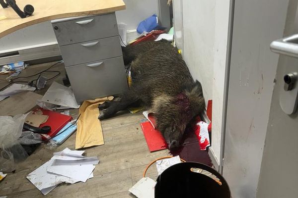 Un sanglier de 70 kilos a été abattu dans les locaux de la mairie de Sallanches.