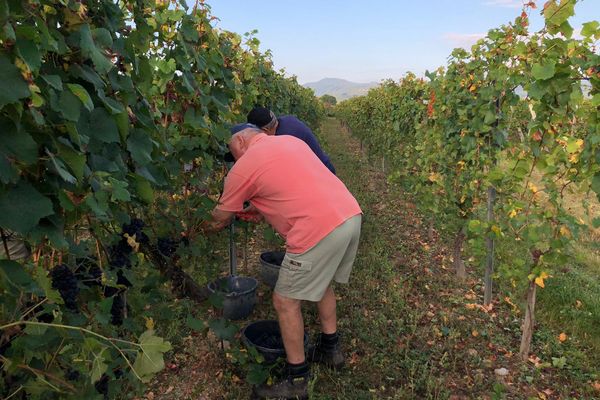 Les vendanges pour les crémants ont démarré ce 13 septembre, ici au domaine Stentz, à Wettolsheim. La date avait été annoncée par l'association des viticulteurs d'Alsace la semaine dernière.