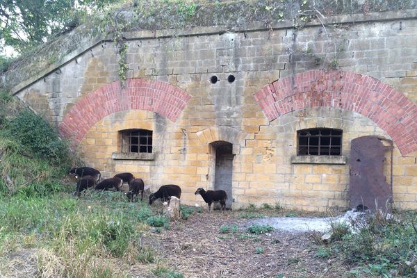 Des moutons tondeuses au fort de Queuleu à Metz