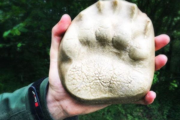 En Ariège, une randonnée sur les traces de l'ours avec un guide spécialisé.