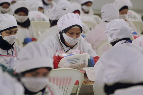 Klaas Puul, la plus grand usine de décorticage de crevettes à Tanger (Maroc), compte 3000 ouvrières