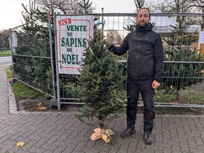 Fraseri, le sapin authentique pour Noël chez un vendeur à Strasbourg