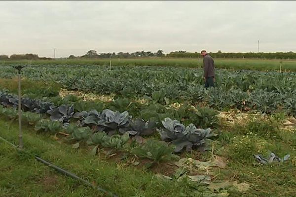 Un maraîcher du Maine et Loire produit de la mâche bio depuis des années. C'est possible. 